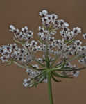 American wild carrot